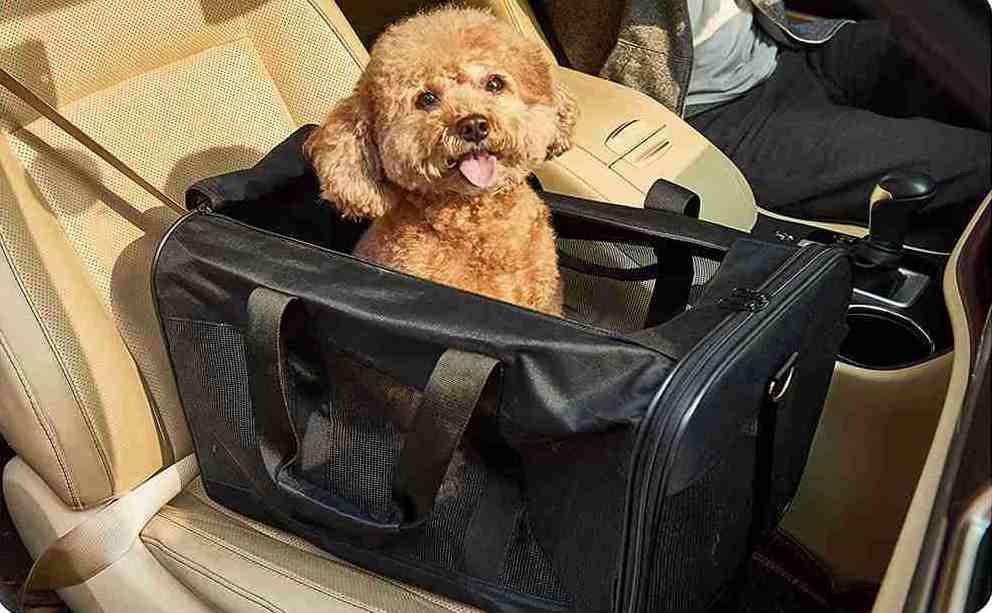 IS it Safe to Use a Portable Pet Bag?