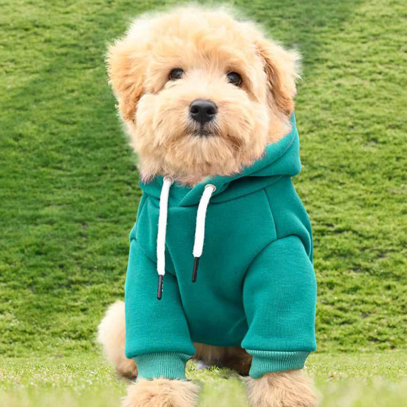 Dog sweatshirt